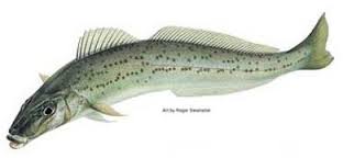king-george-whiting